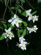 Image of sweet mock orange