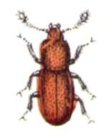 Image of Aglenus