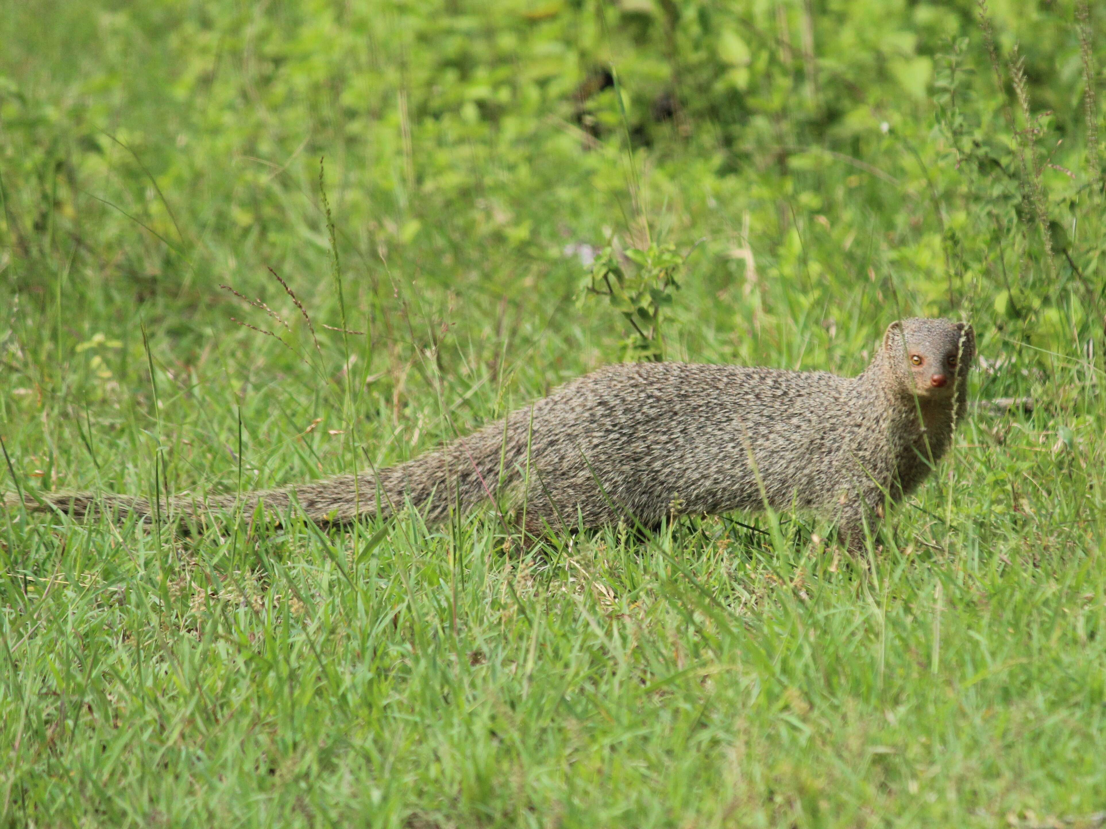 Image of Indian Gray Mongoose