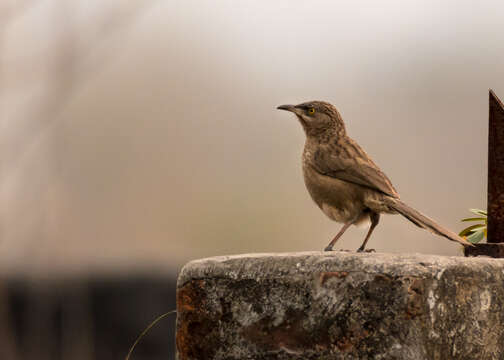 Image of Striated Babbler