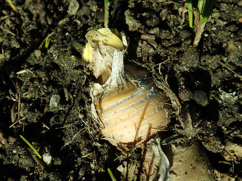 Imagem de Iris imbricata Lindl.