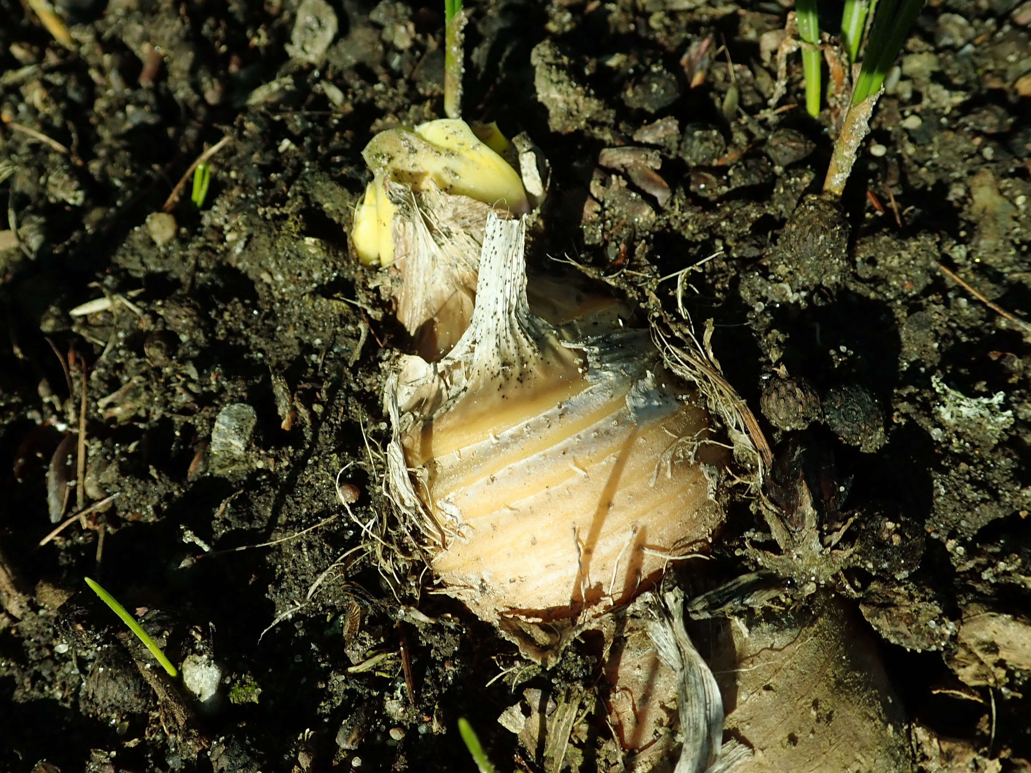 Image of Iris imbricata Lindl.