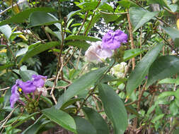 Image de Brunfelsia grandiflora D. Don