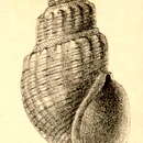 Image of Pontiothauma abyssicola E. A. Smith 1895