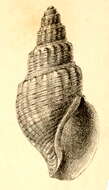 Image of Pontiothauma abyssicola E. A. Smith 1895