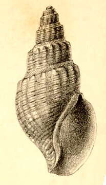 Plancia ëd Pontiothauma abyssicola E. A. Smith 1895