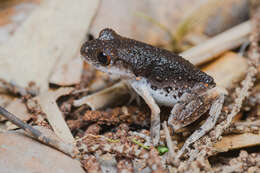 Image of Leptobrachella Smith 1925