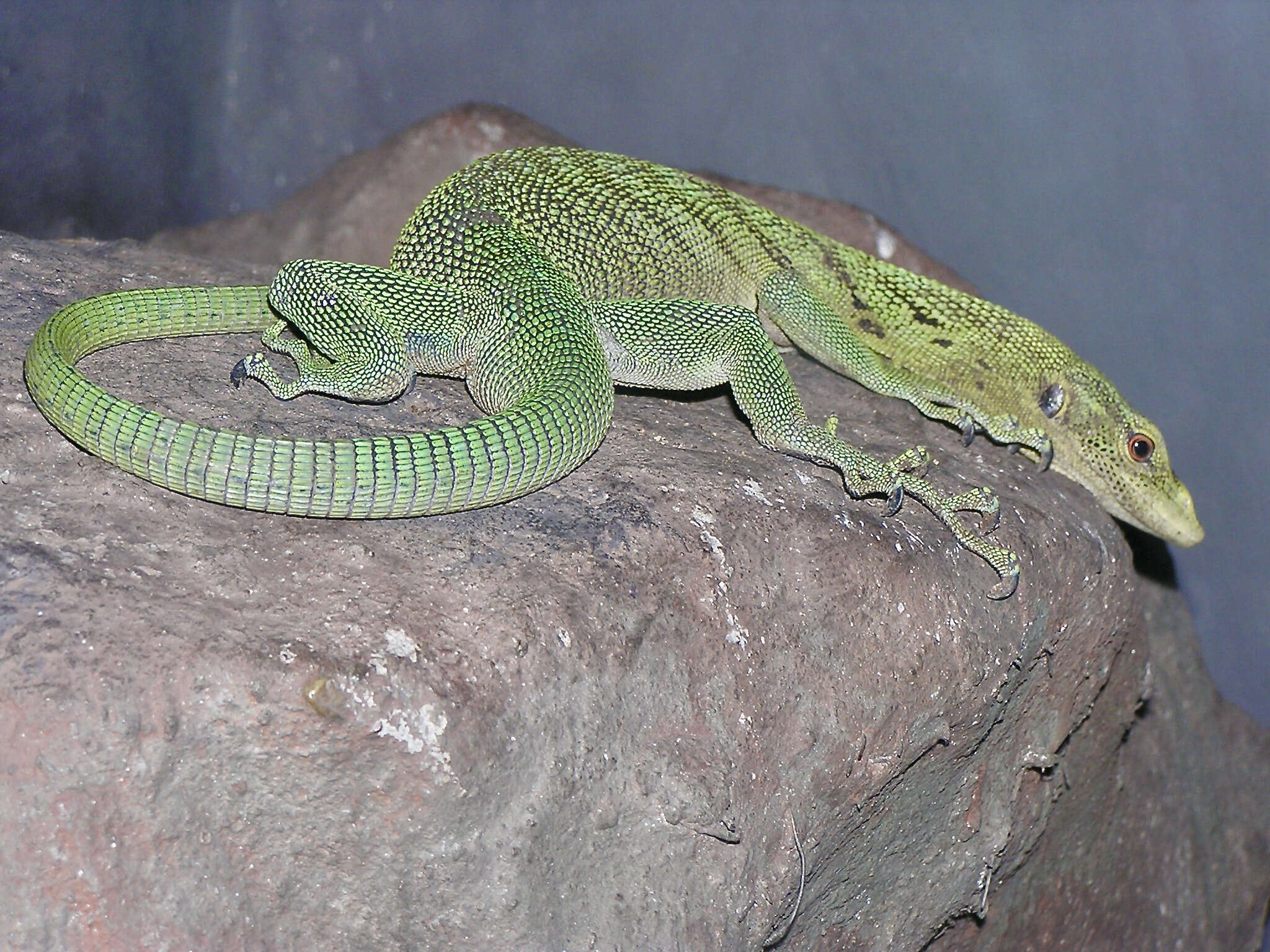 Image of Emerald Monitor