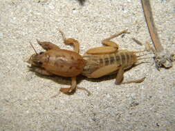 Image of mole crickets