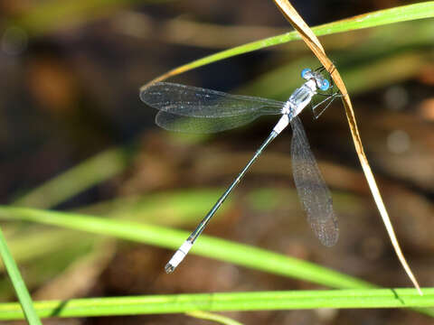 Image of Northern Spreadwing