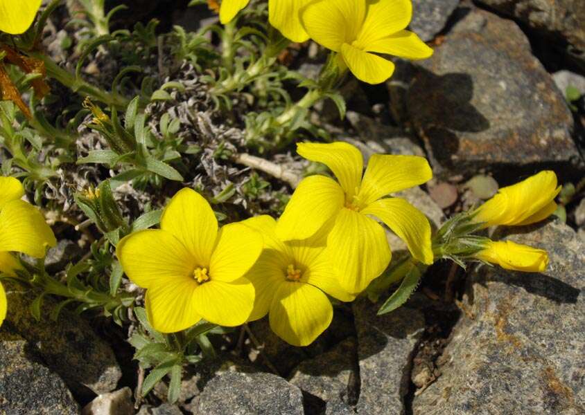 Imagem de Linum cariense Boiss.