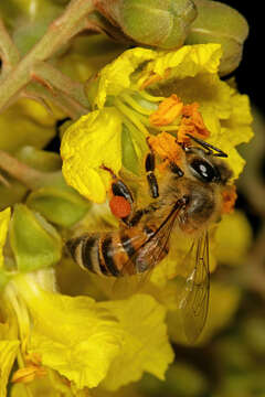 Слика од Apis mellifera scutellata