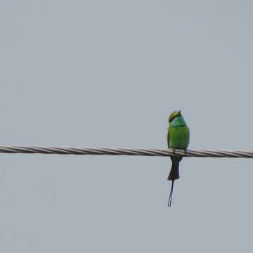 Image of Asian Green Bee-eater