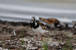 Image of Ruddy Turnstone