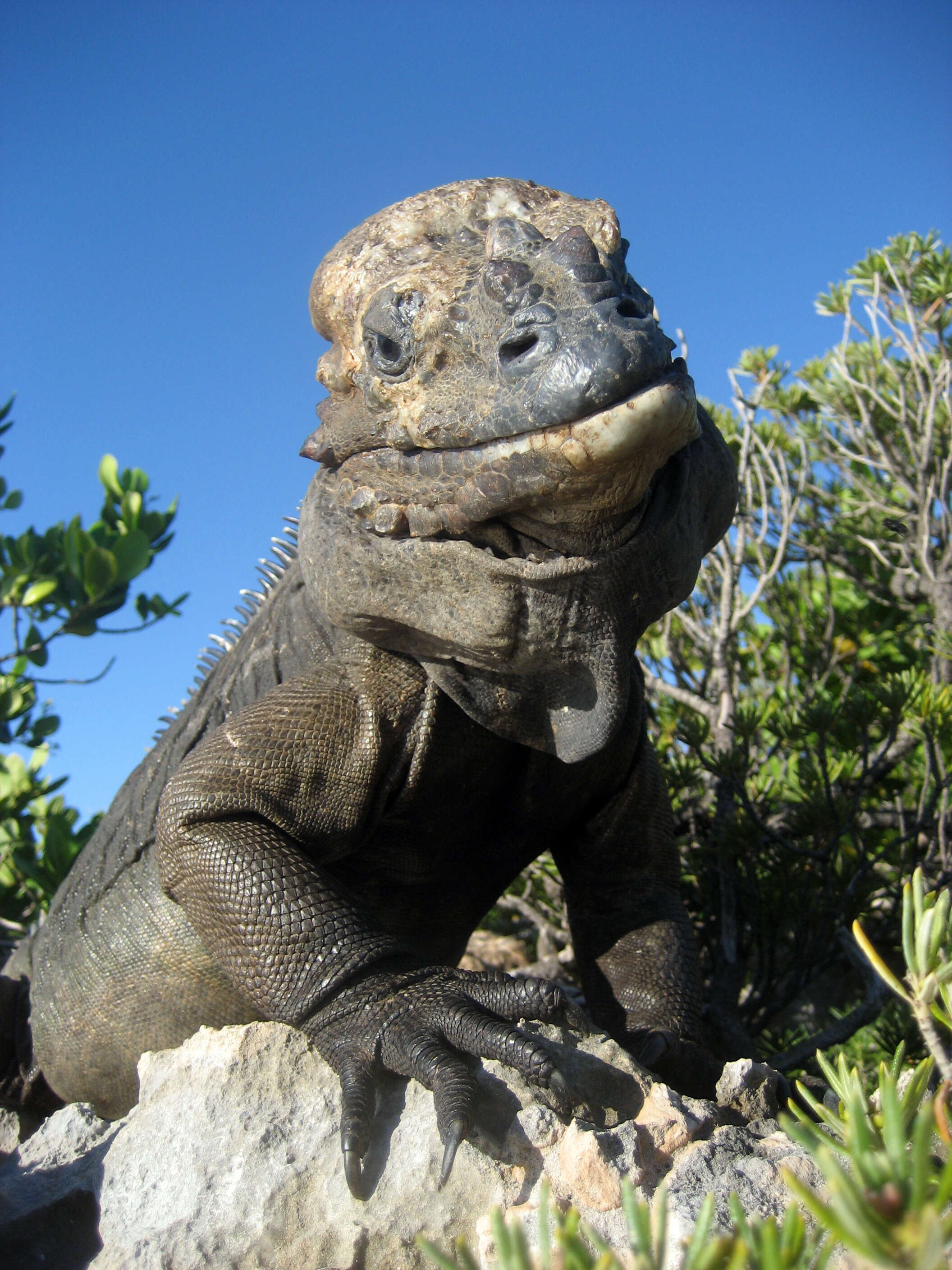 Image of Mona Island Iguana