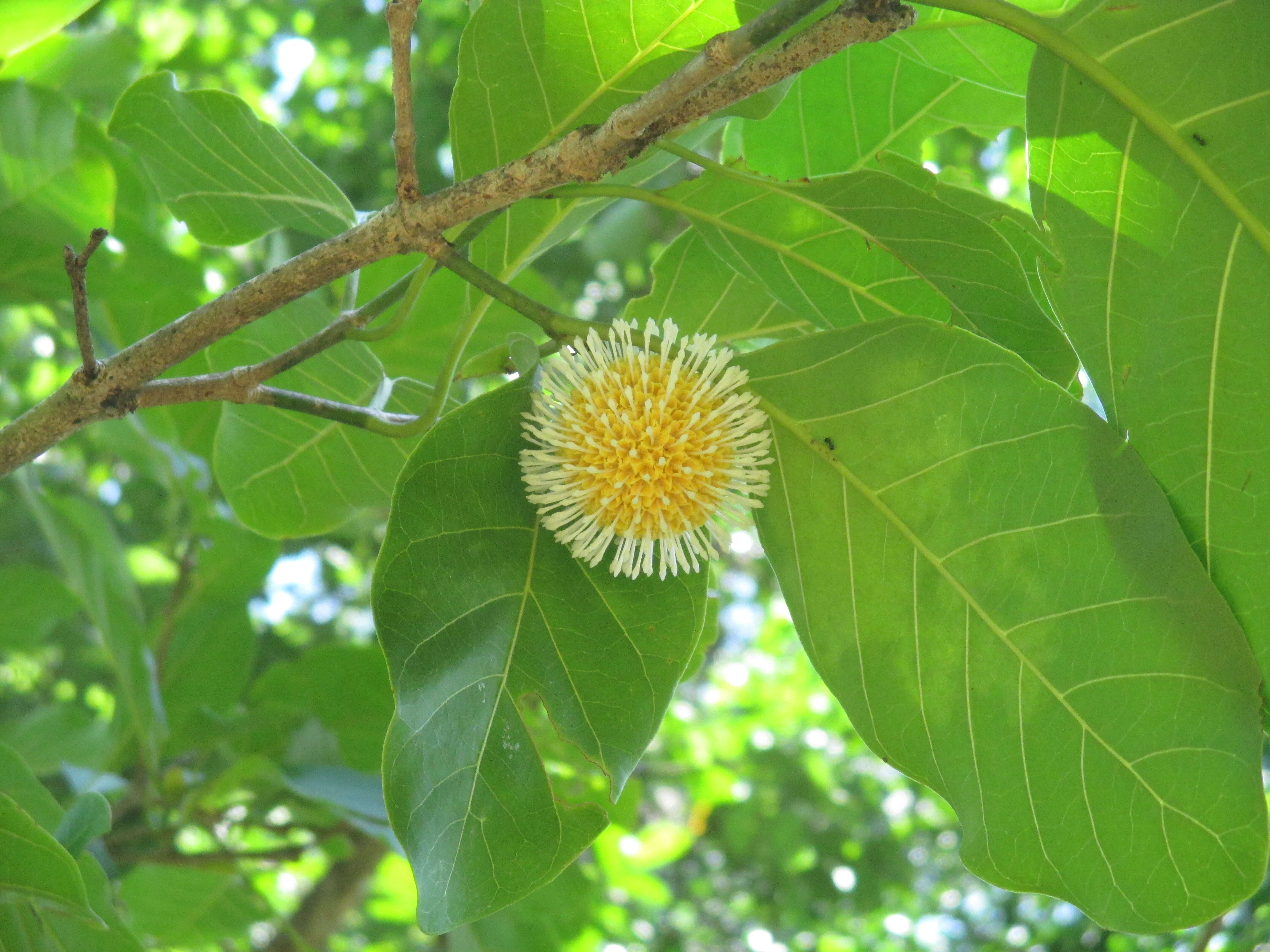 Image of Nauclea orientalis (L.) L.