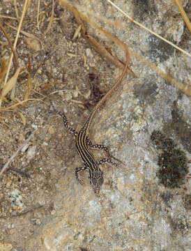 Image of Spiny-footed Lizard