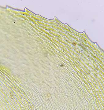 Слика од Eurhynchium striatum W. P. Schimper 1856