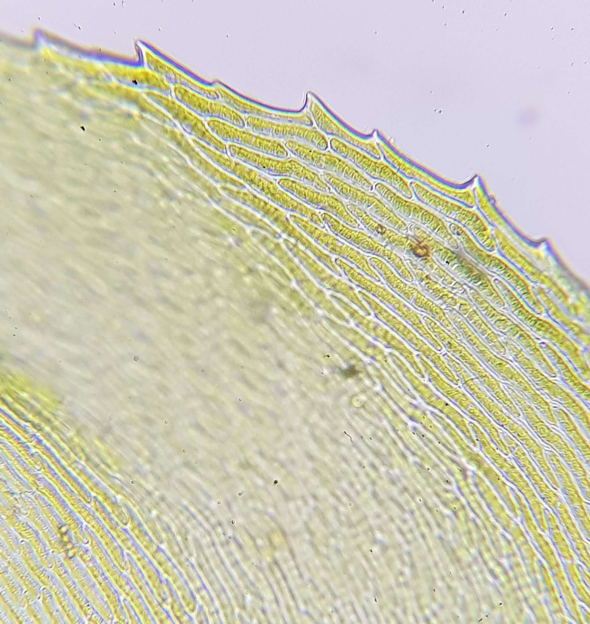 Image of common striated feather-moss