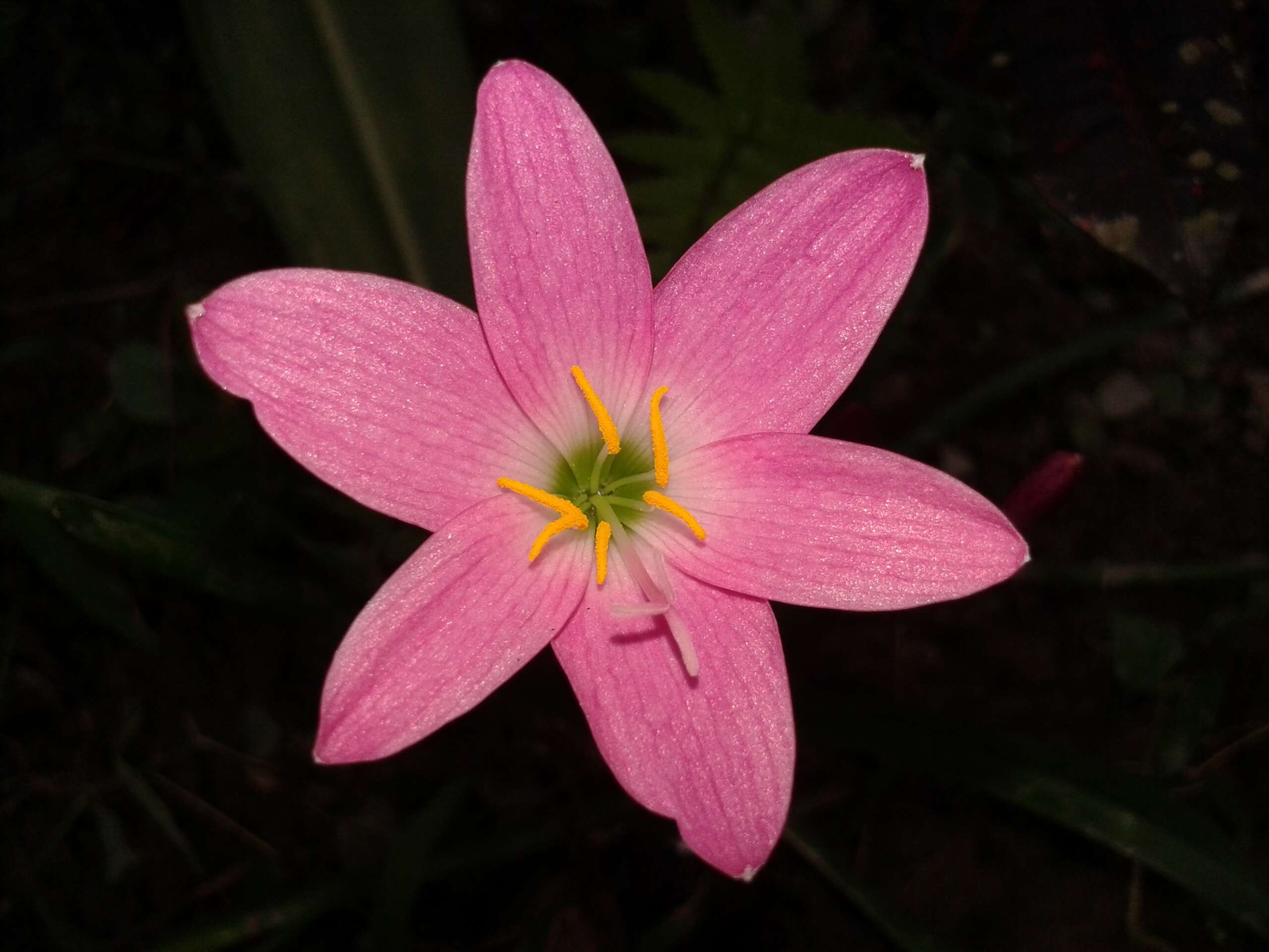 صورة Zephyranthes