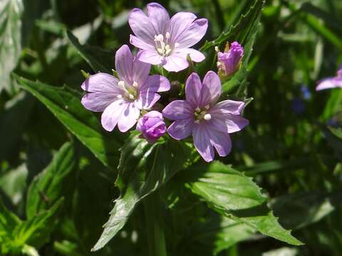 Image of alpine willowherb