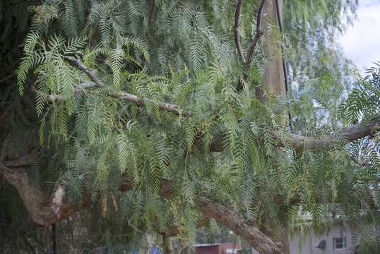 Image of Peruvian peppertree