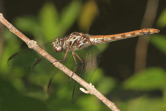 Image of Roseate Skimmer