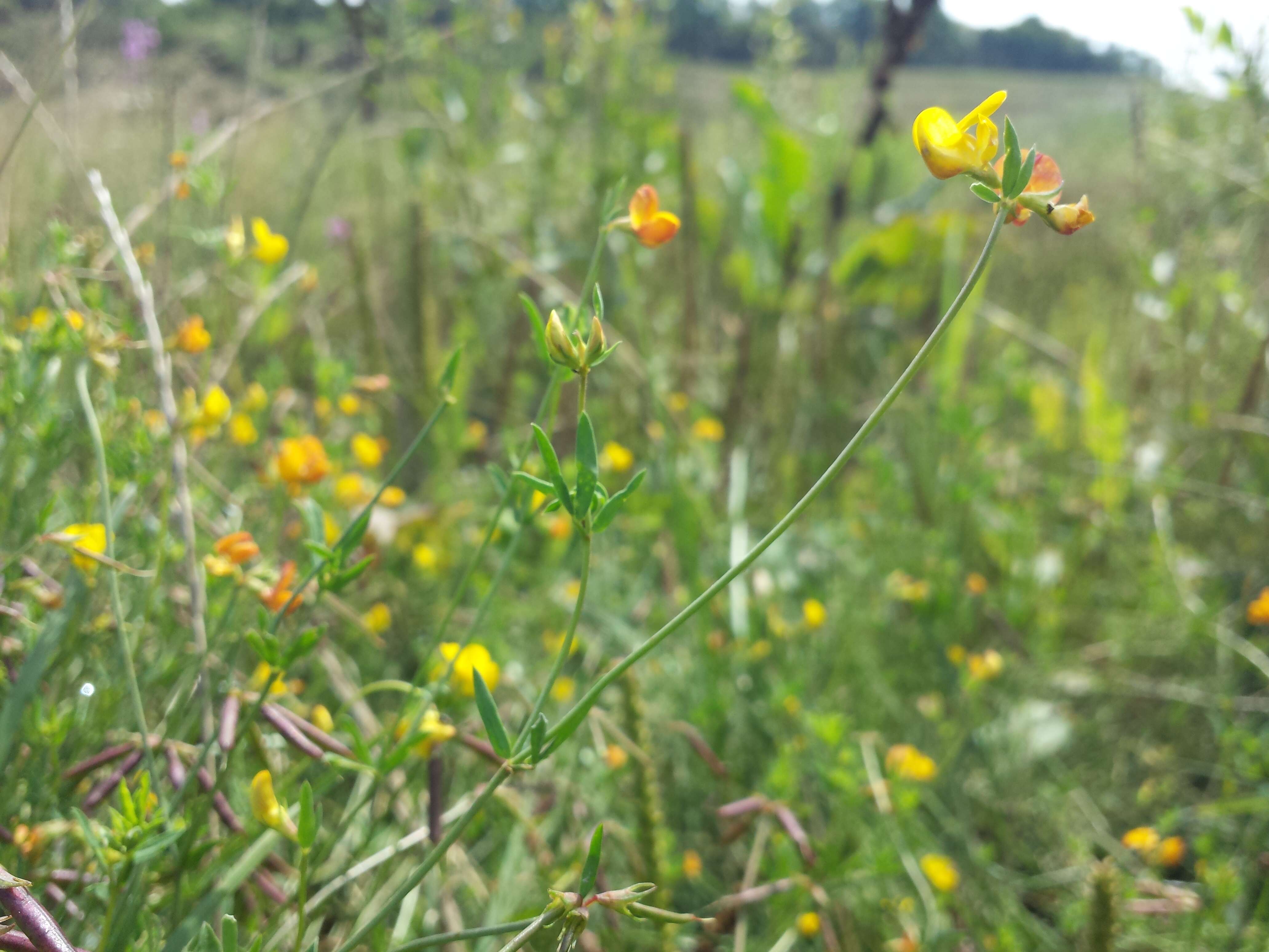 Imagem de Lotus tenuis Waldst. & Kit.