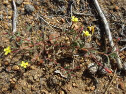 Image of plains evening primrose