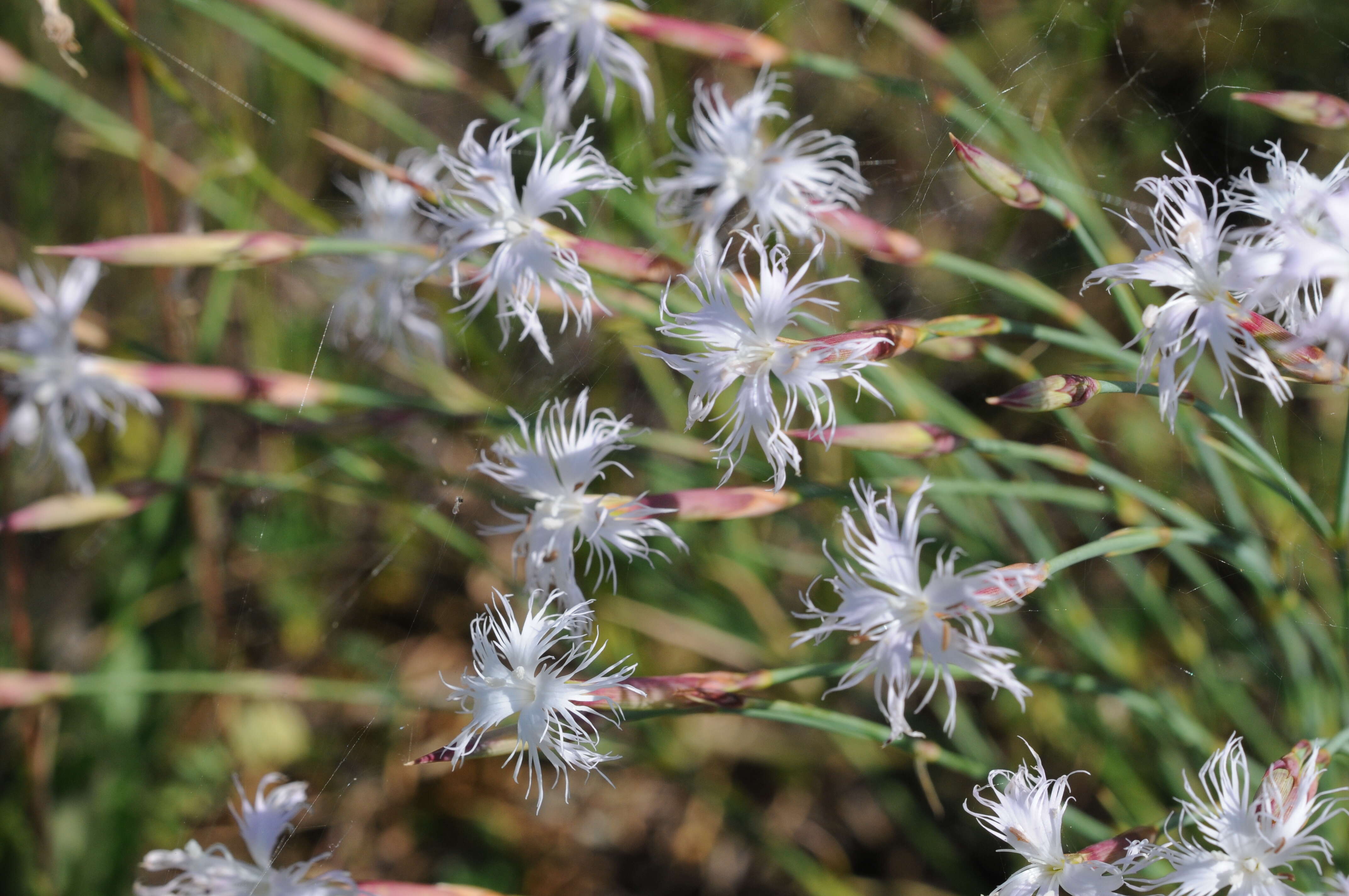 Image of hairy carnation