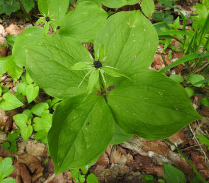 Image of herb Paris