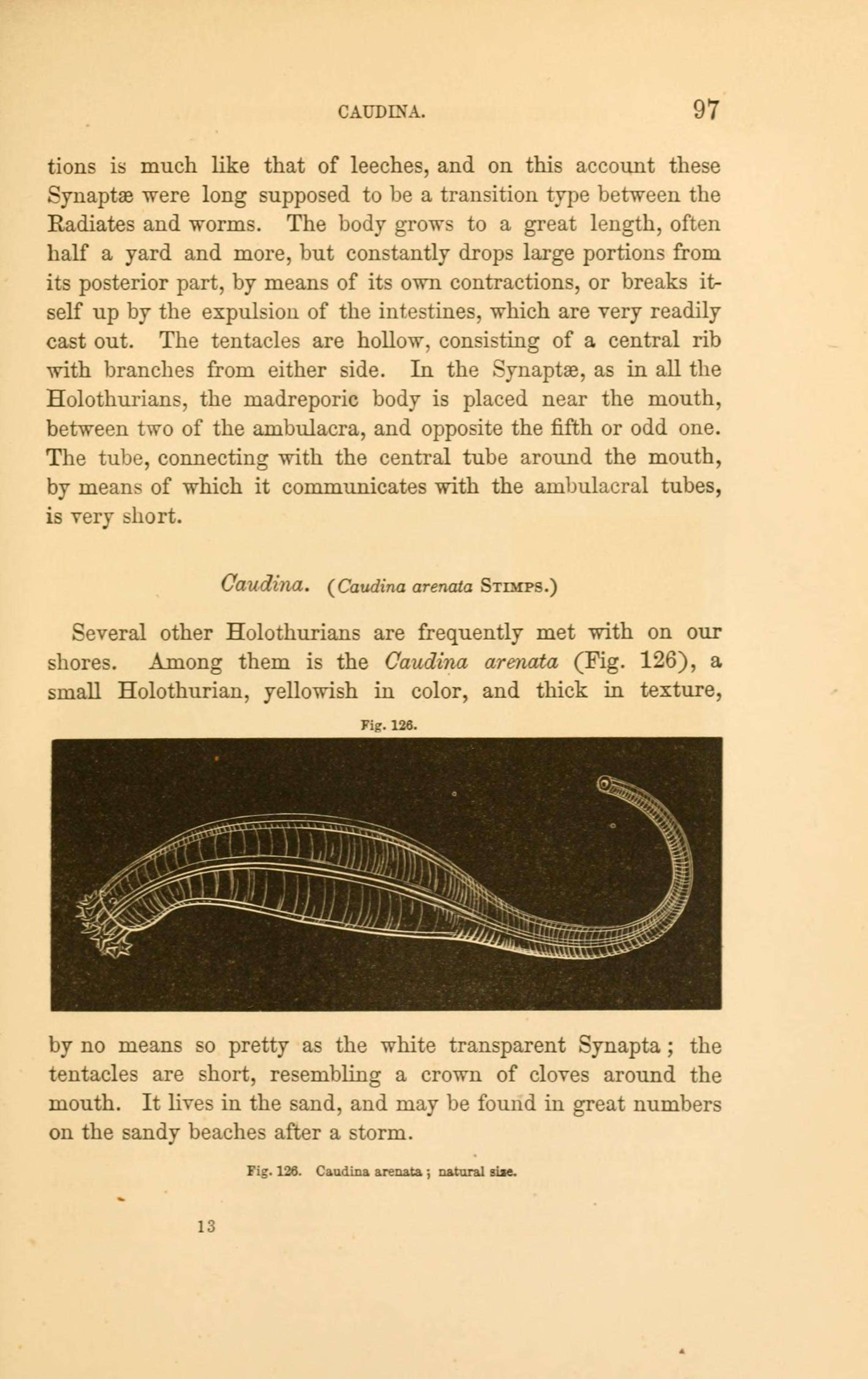 Image of Caudinidae Heding 1931