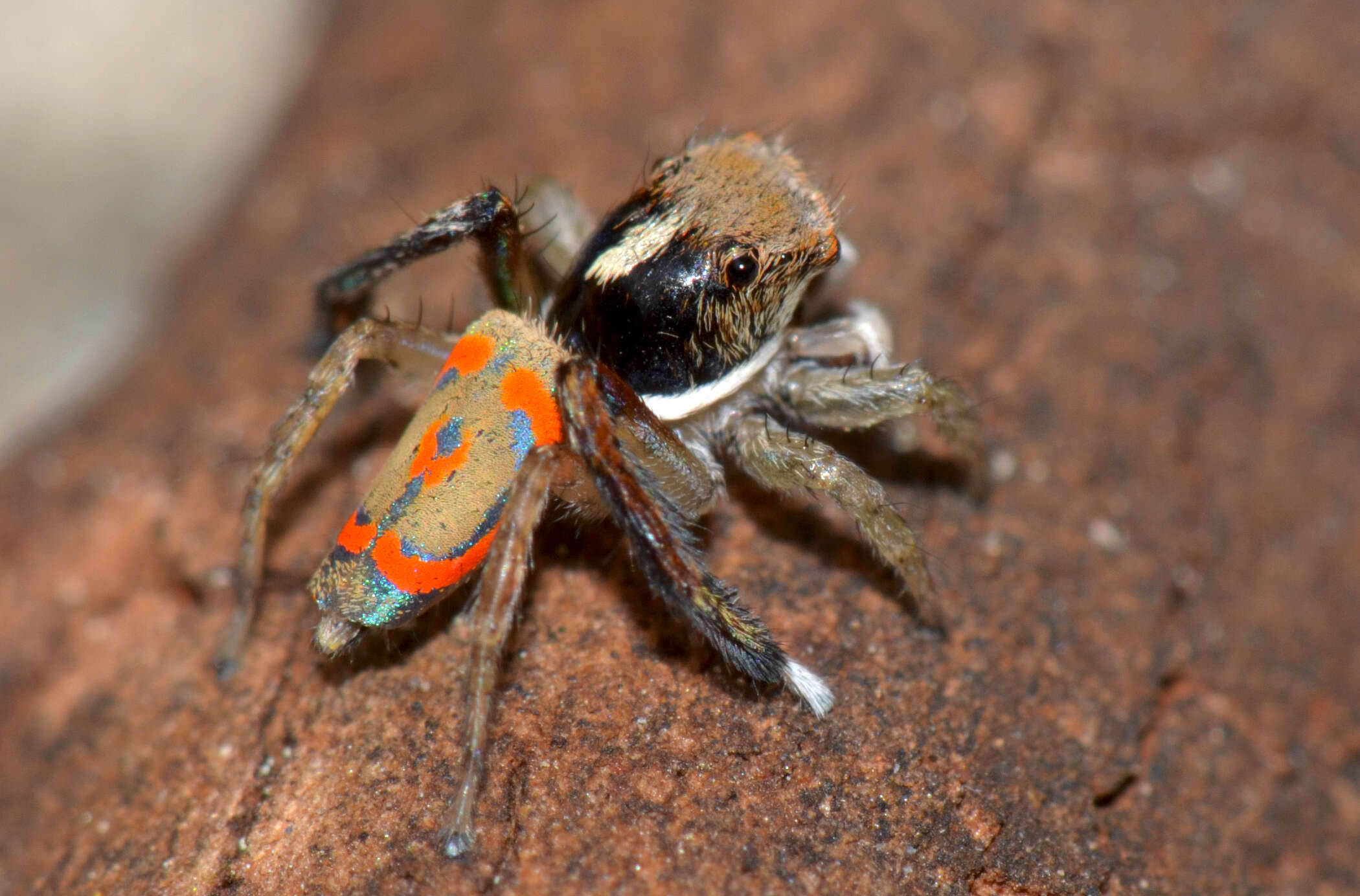 Image of Maratus volans (O. Pickard-Cambridge 1874)