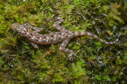 Cnemaspis chanthaburiensis Bauer & Das 1998 resmi