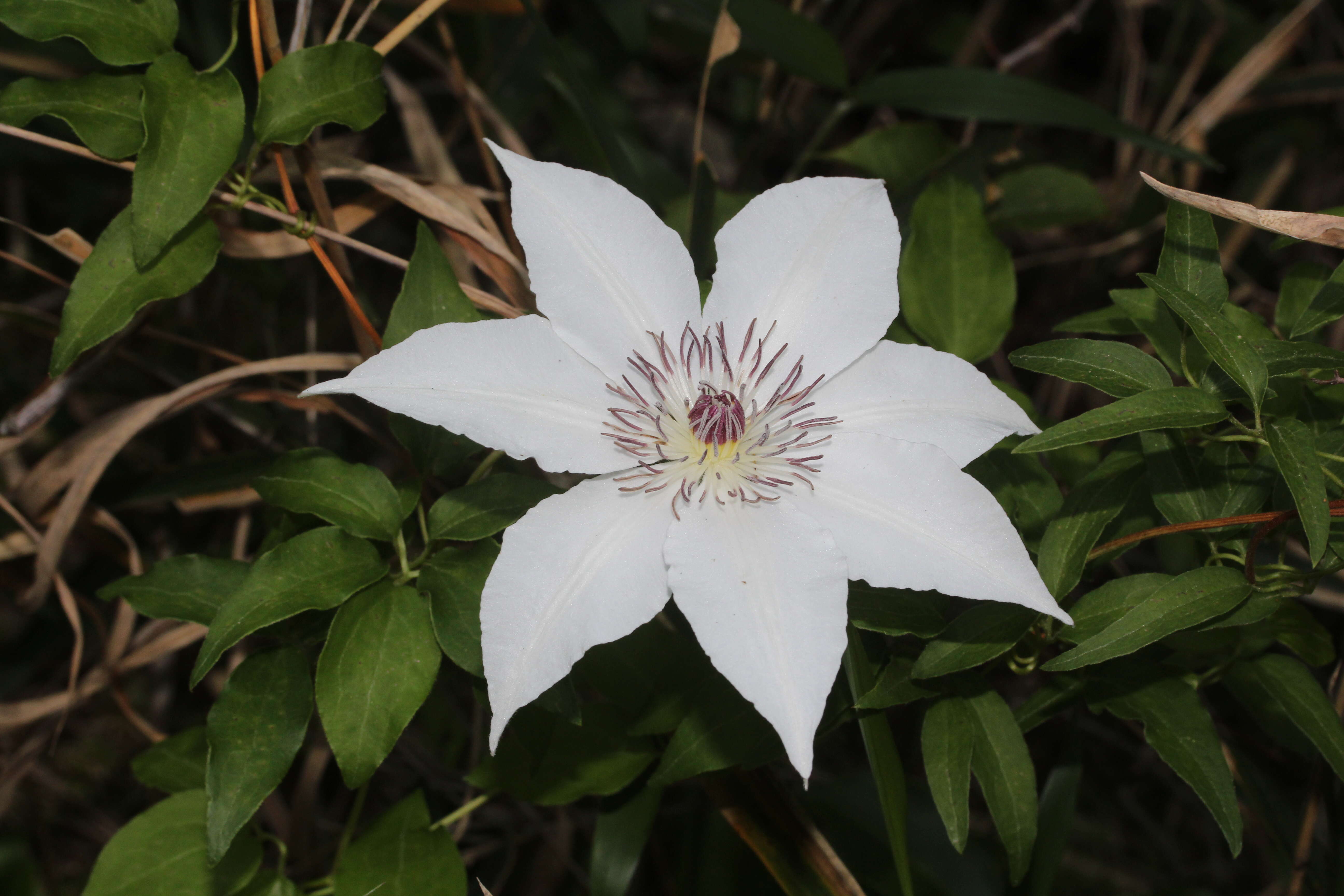 Image of Clematis