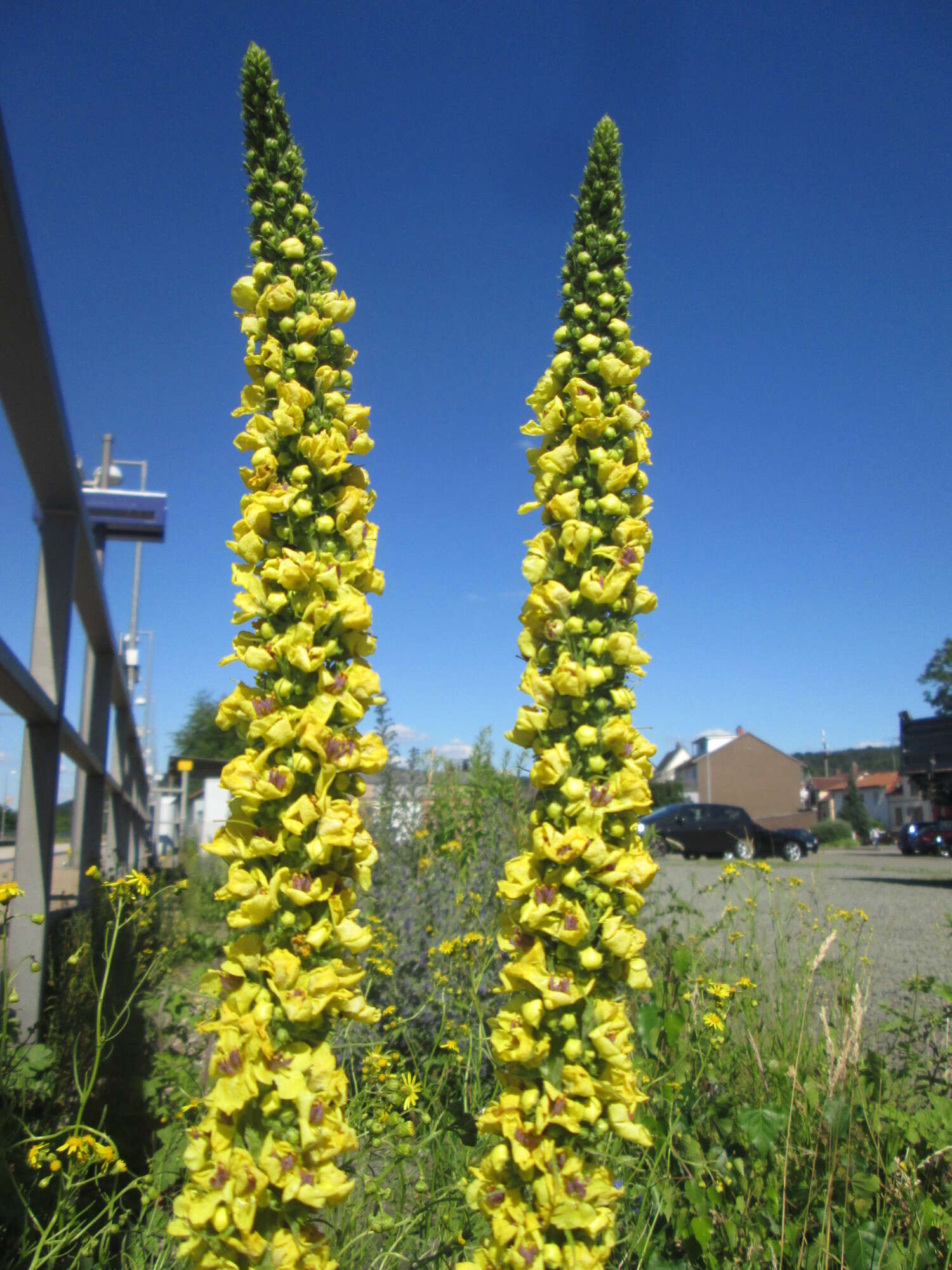 Verbascum nigrum L. resmi