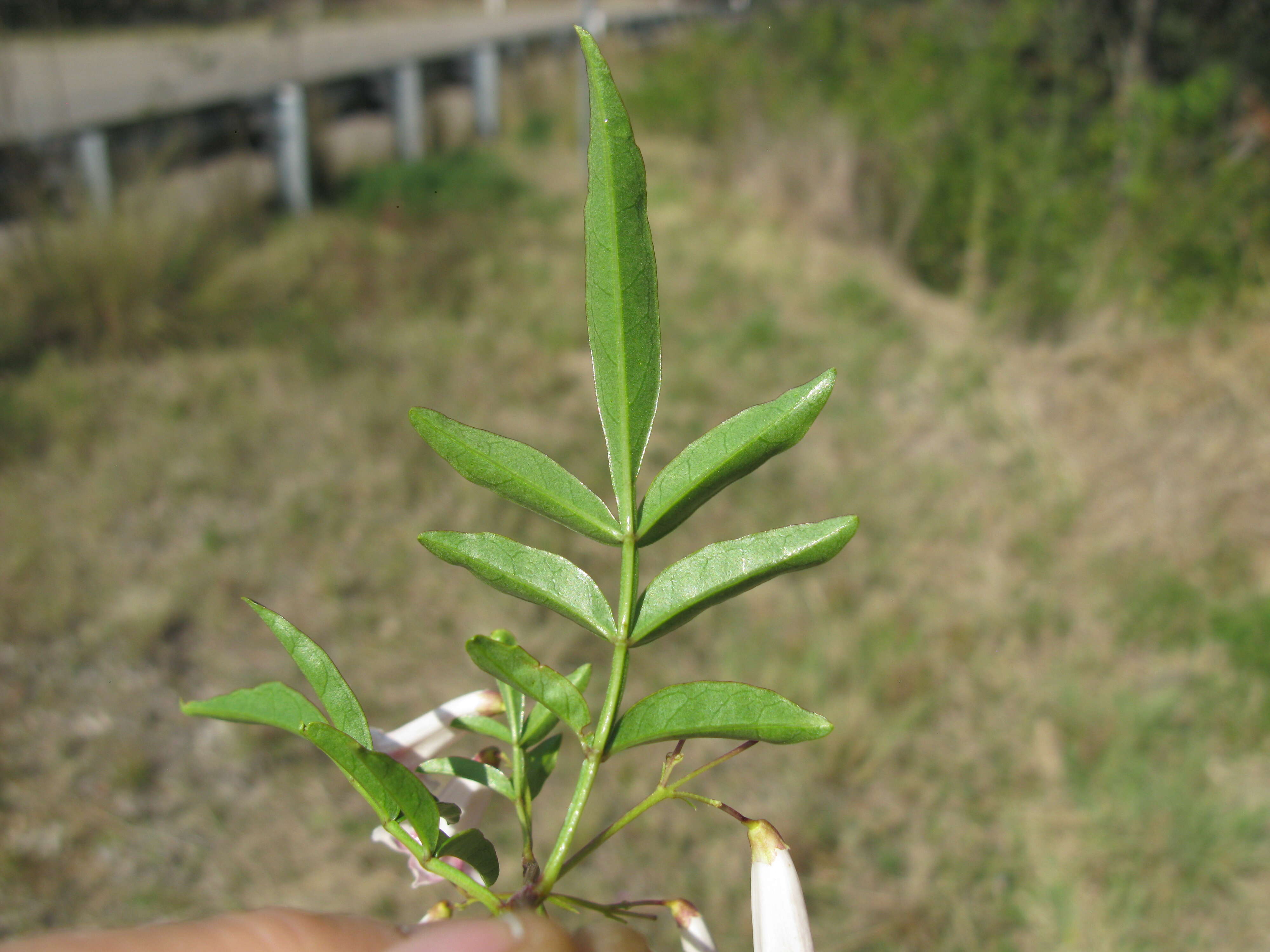 Imagem de Pandorea pandorana (Andr.) Steenis