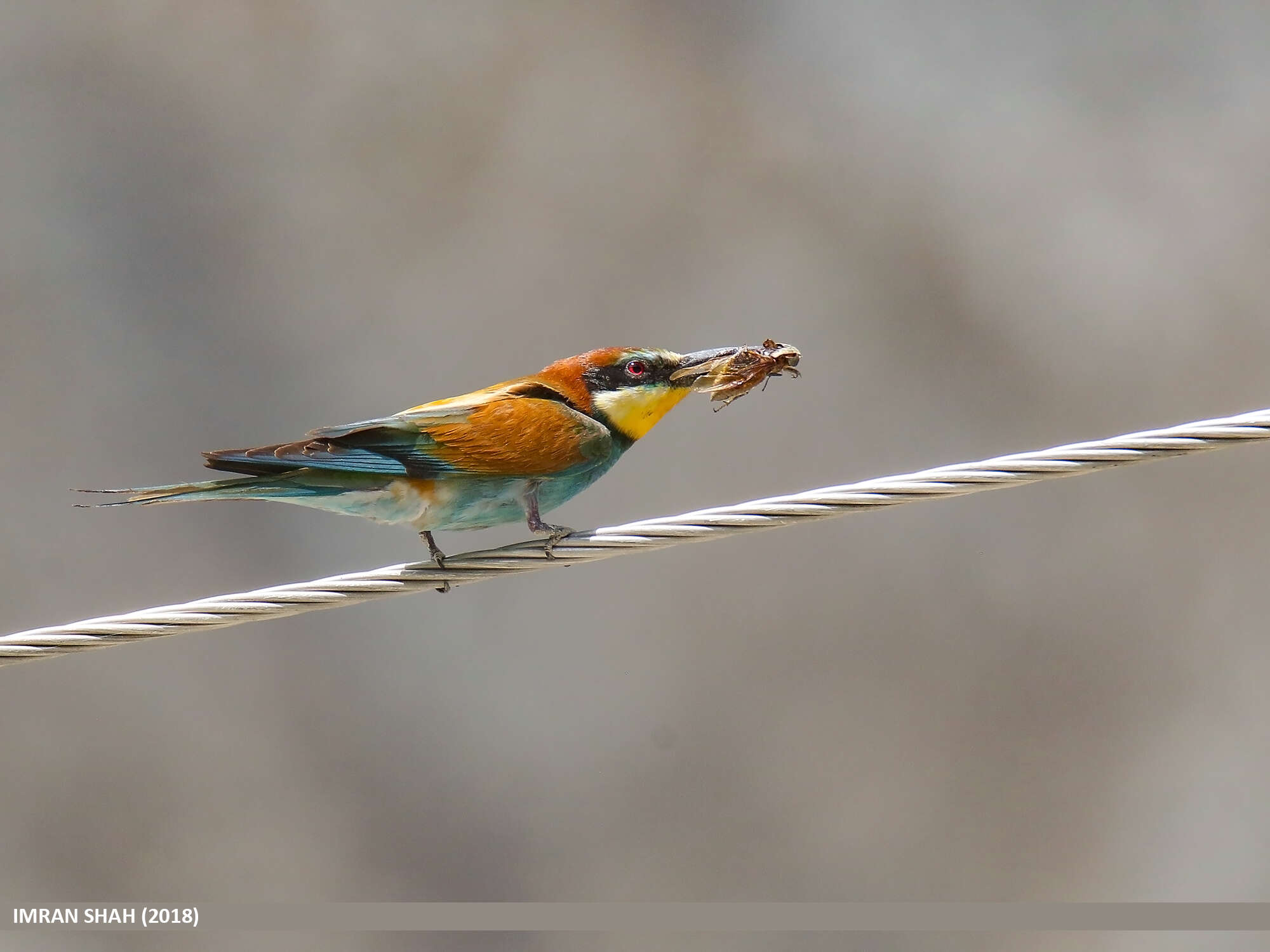 Image of bee-eater, european bee-eater