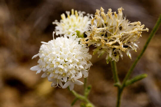 Image of Esteve's pincushion