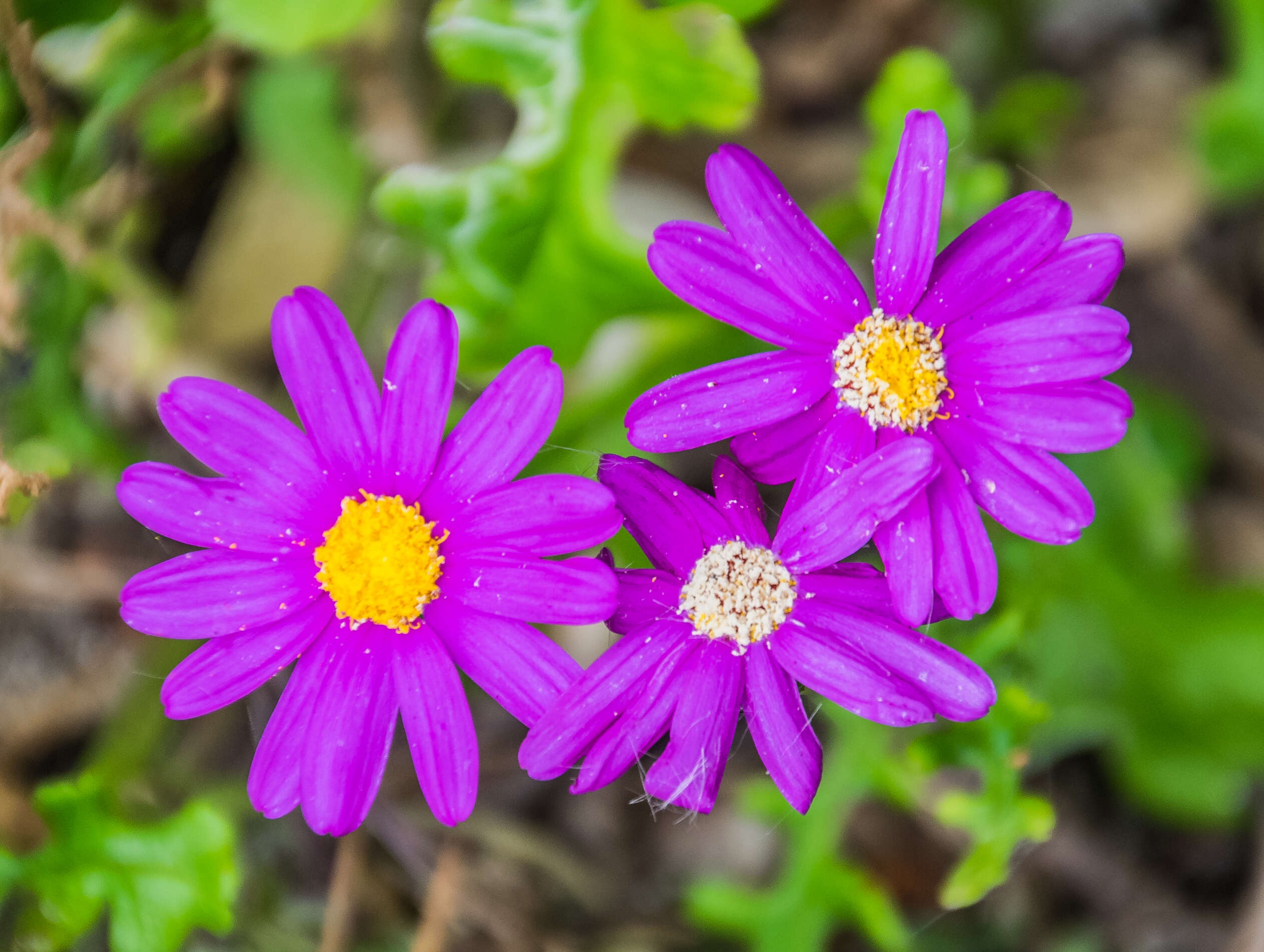 Image of redpurple ragwort