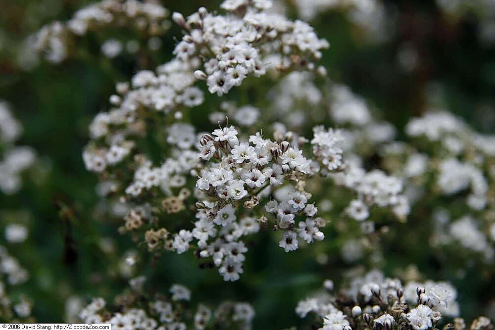 Image de Gypsophila paniculata L.