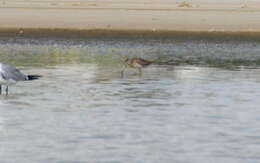 Image of Short-billed Dowitcher