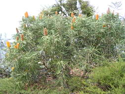 صورة Banksia