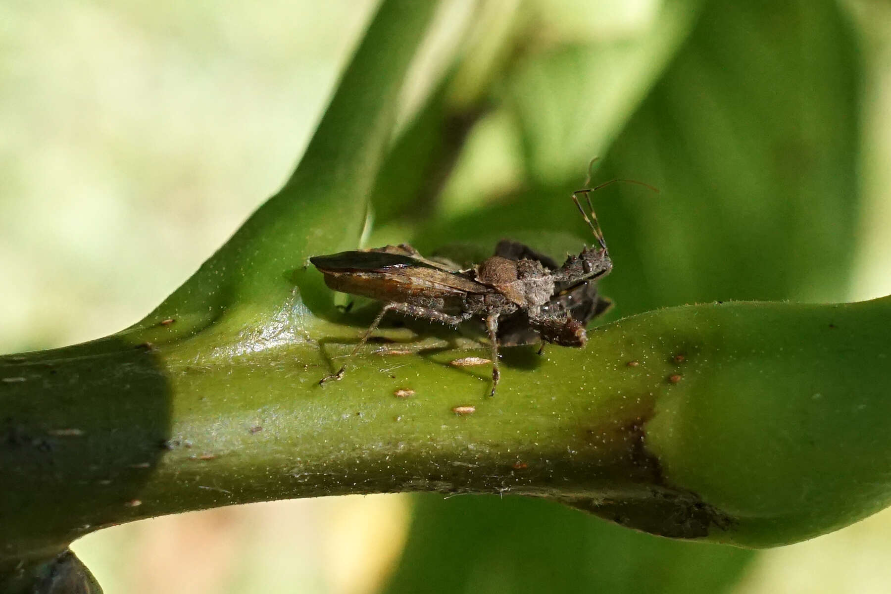 Image of Common walnut