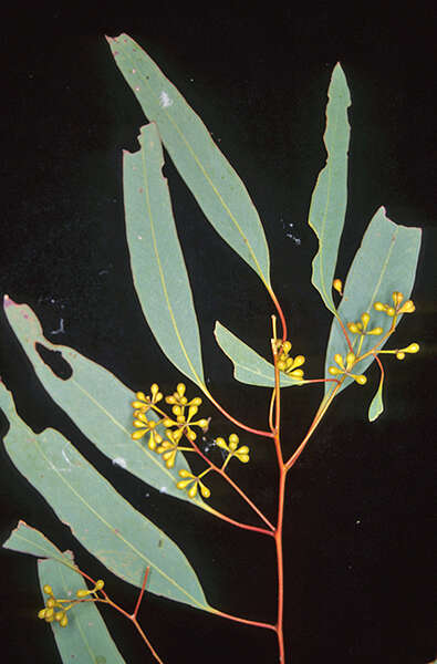 Слика од Eucalyptus crebra F. Müll.