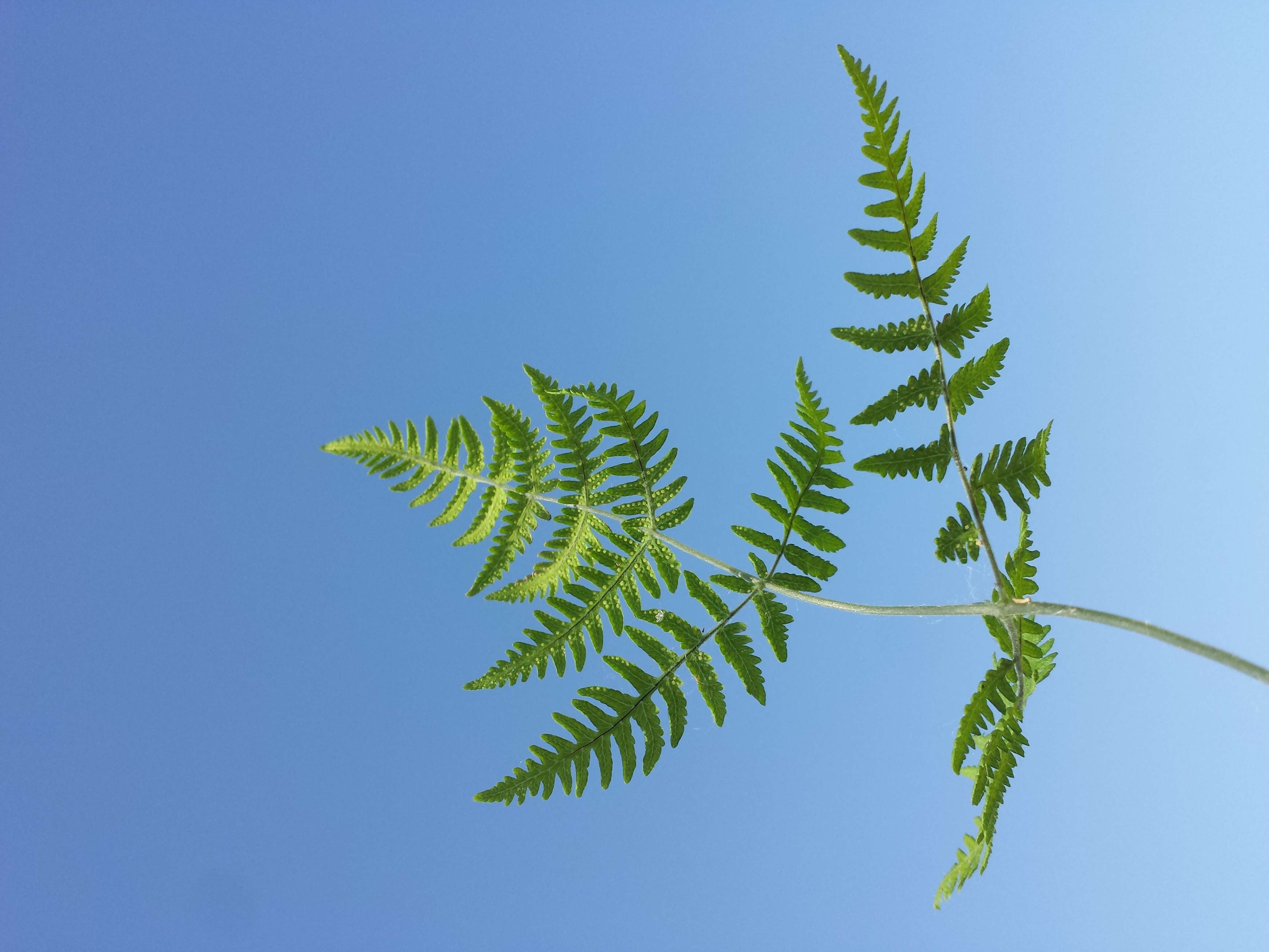 Image of scented oakfern