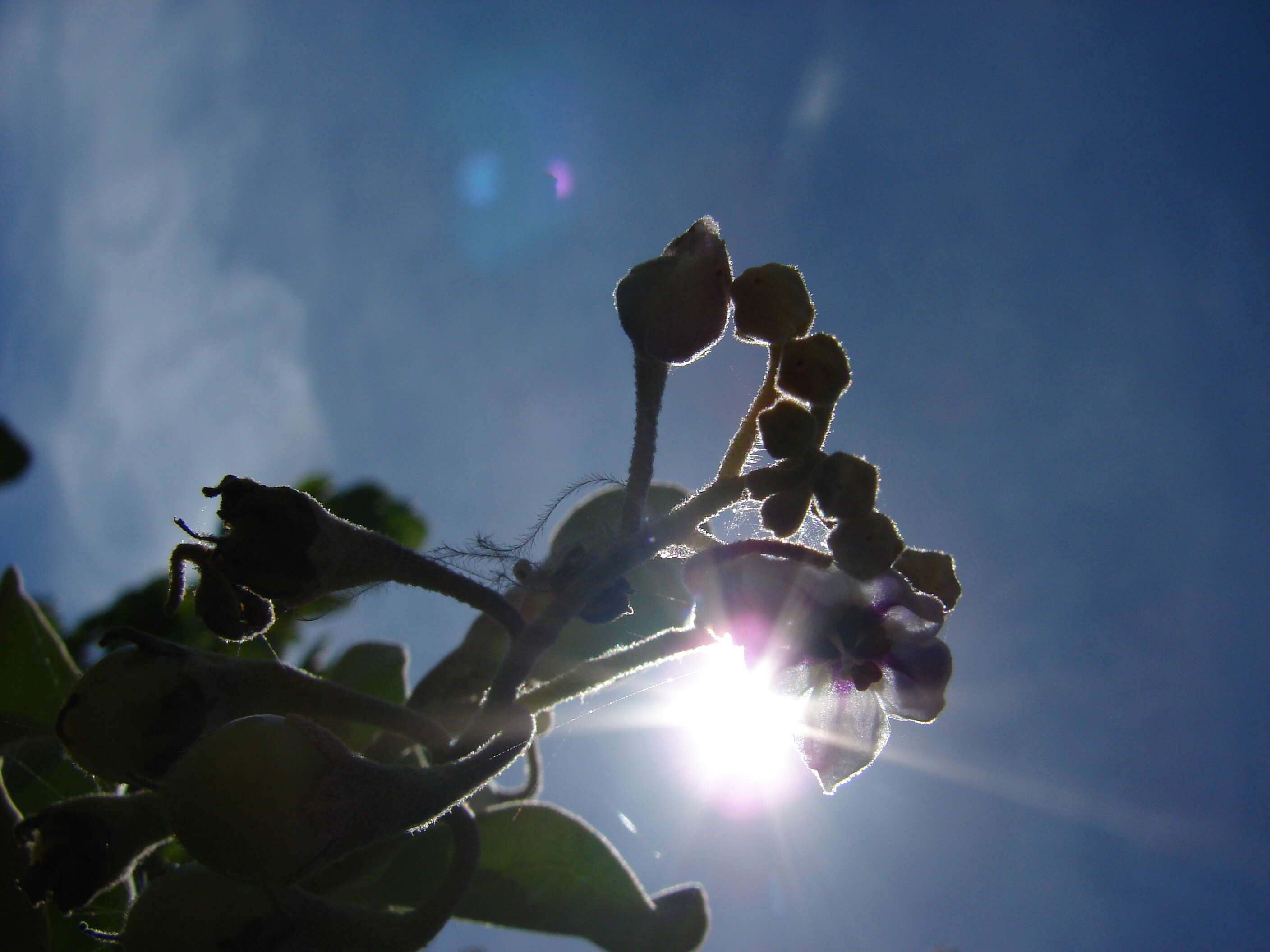 Image de Solanum nelsonii Dun.