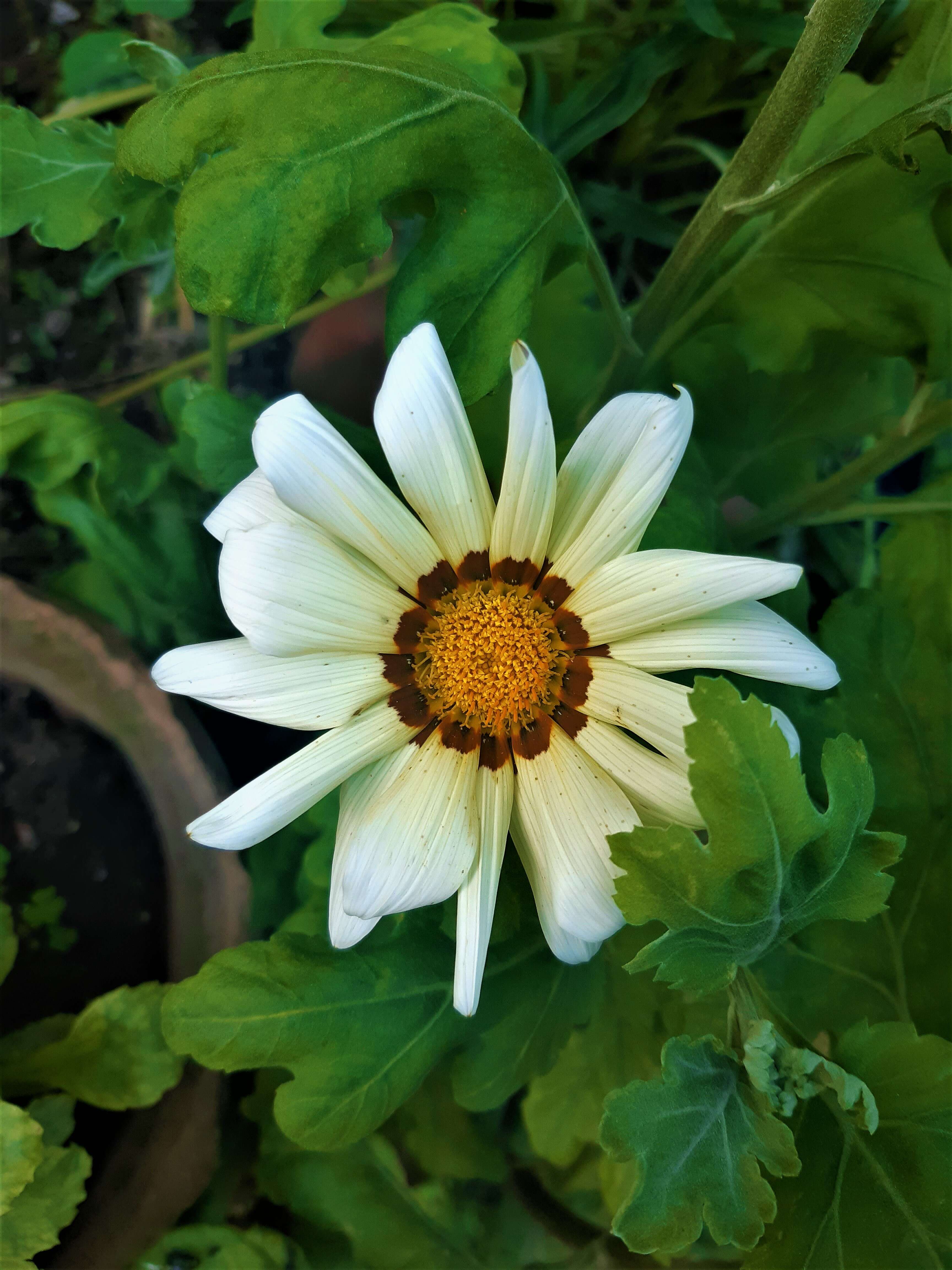 Image of treasure-flower