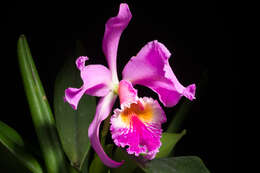 Image of Jenman's Cattleya