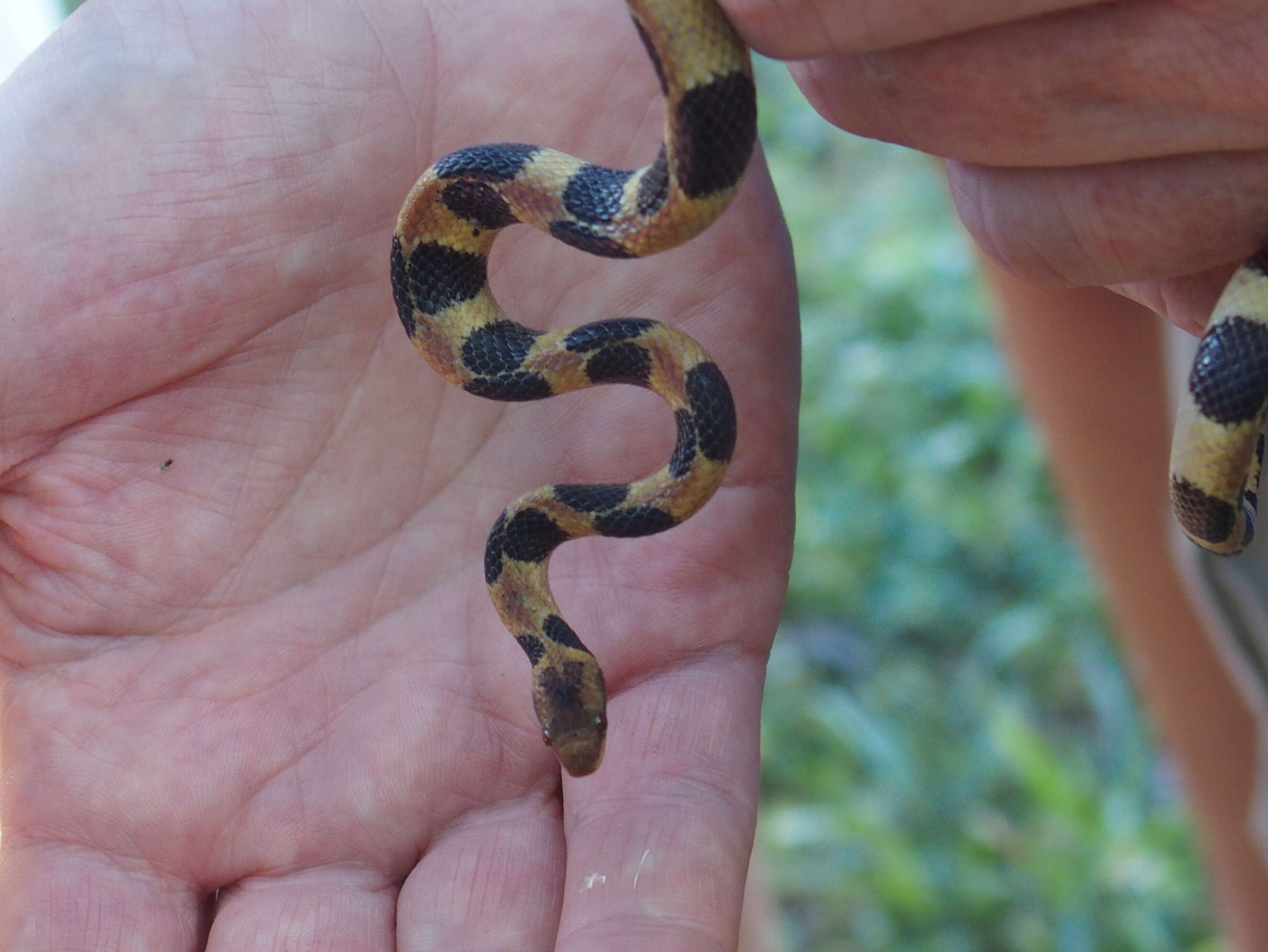 Sivun Tropidophis semicinctus (Gundlach & Peters 1864) kuva